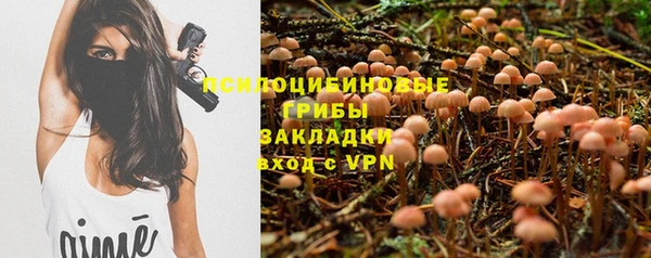 гашик Корсаков