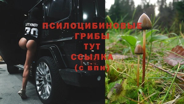 гашик Корсаков